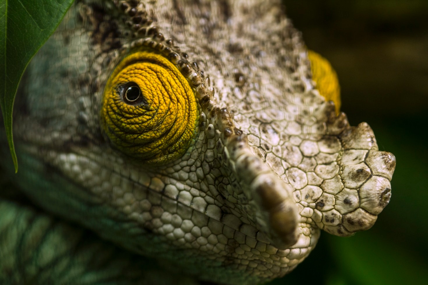 Zoologiens rolle i vores forståelse af natur